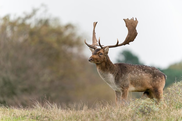 Maschio di daini (Dama dama) nella stagione degli amori