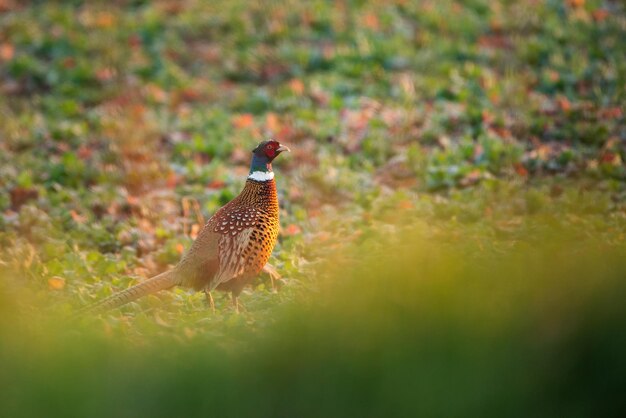 Maschio di fagiano uccello sul prato