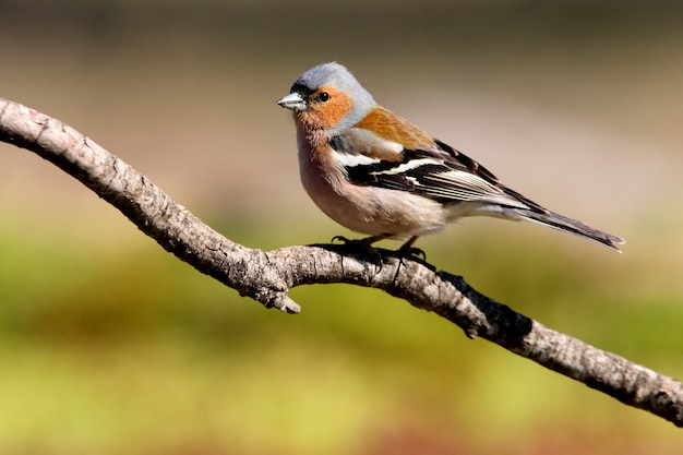 Maschio di fringuello comune, uccelli, passeriforme, fringuello, coelebi di Fringilla