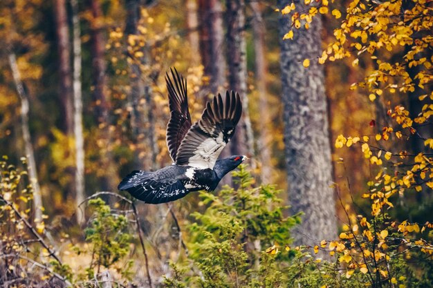 Maschio di gallo cedrone occidentale nella foresta autunnale colorata in Finlandia