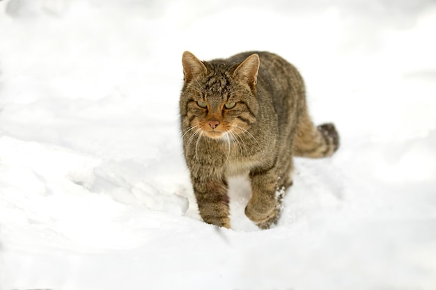 Maschio di gatto selvatico nella neve in cerca di cibo in un giorno di gennaio molto freddo che nevica in una foresta di querce