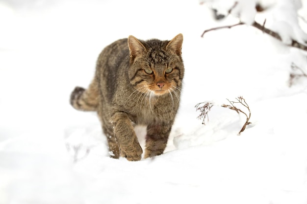 Maschio di gatto selvatico nella neve in cerca di cibo in un giorno di gennaio molto freddo che nevica in una foresta di querce