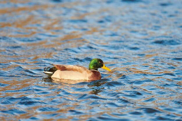 Maschio di germano reale uccelli acquatici dilettarsi in stagno o fiume