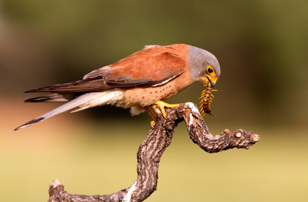 Maschio di Gheppio minore, falco, uccelli, rapace, falco, Falco naunanni