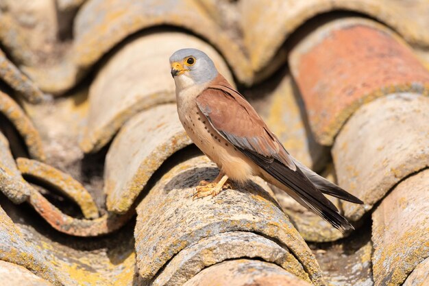 Maschio di grillaio su un tetto (Falco naumanni)