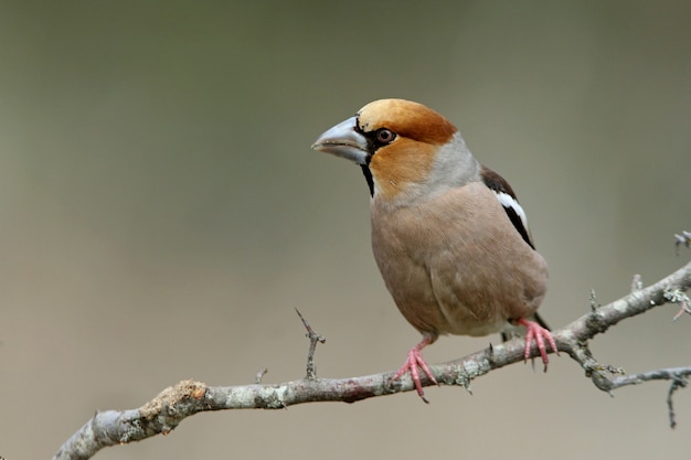 Maschio di Hawfinch, uccelli, Hawfinch, Coccothraustes coccothraustes