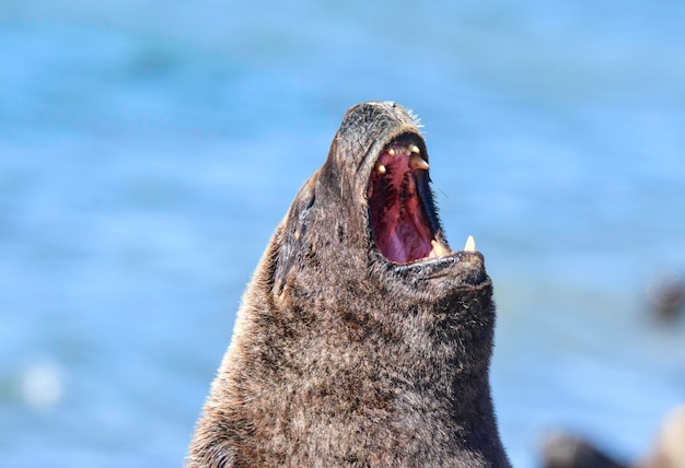 Maschio di leone marino Patagonia Argentina