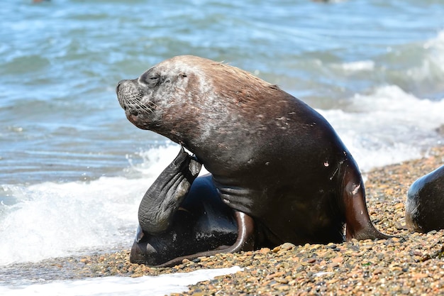 Maschio di leone marino Patagonia Argentina