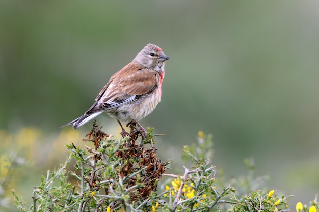 Maschio di linnet comune su un cespuglio