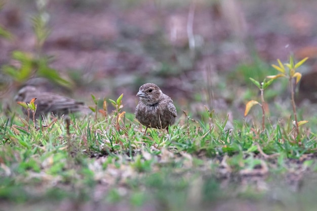 Maschio di passero-allodola dalla corona di cenere in piedi su un campo aperto