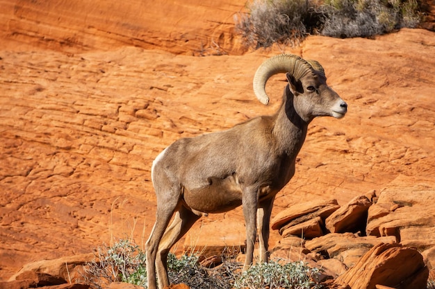 Maschio di pecora Bighorn del deserto nel parco statale della valle del fuoco