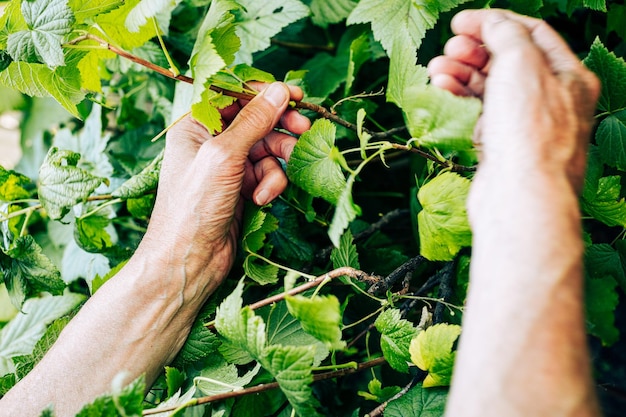 Maschio di raccolta a mano di ribes nero dal cespuglio vista ingrandita giardiniere che raccoglie bacca di ribes nero maturo g