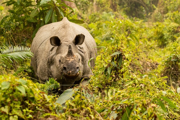 Maschio di rinoceronte indiano davvero grande in via di estinzione nell'habitat naturale del parco nazionale di Kaziranga in India