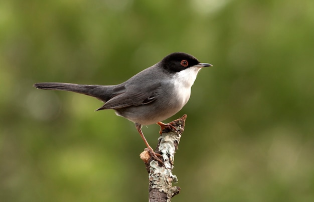 Maschio di silvia sarda, waber, uccelli, Sylvia melanocephala