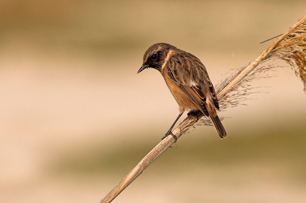 Maschio di Stonechat comune, uccello canoro, uccelli, Stonechat, Saxicola rubicola