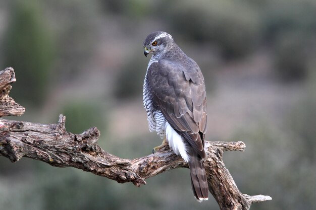 Maschio di tre anni dell'astore settentrionale, Accipiter gentilis