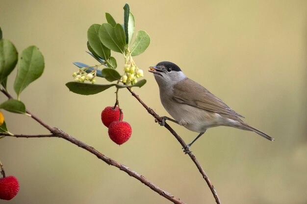 Maschio di whitethroat comune su un ramo di un corbezzolo con frutti all'interno di una foresta mediterranea