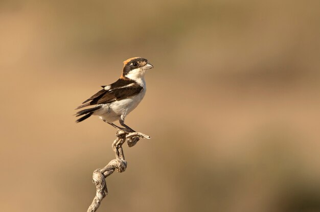 Maschio di Woodchat Shrike nelle luci del tardo pomeriggio