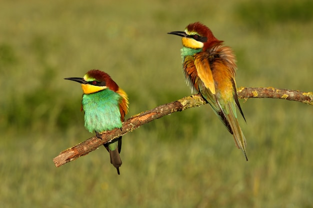 Maschio e femmina di apicoltore europeo nella stagione degli amori, Merops apiaster