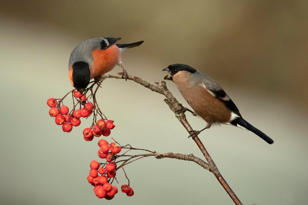 Maschio e femmina di bullfinch eurasiatico mangiano bacche in una foresta di querce e faggio eurosiberiana