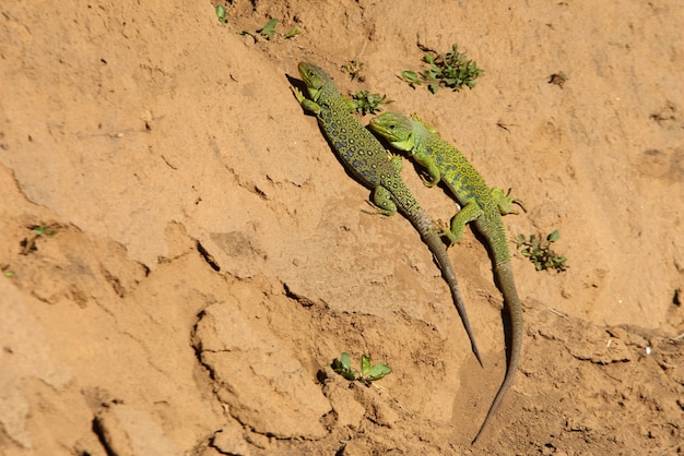 Maschio e femmina di lucertola ocellata nella stagione degli amori, rettili, Timon lepido, lacerta, lepida, lucertola