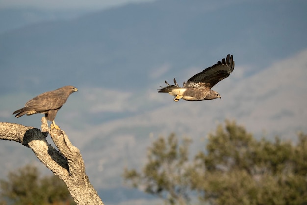 Maschio e femmina Poiana comune nella stagione degli amori nel loro territorio con le prime luci