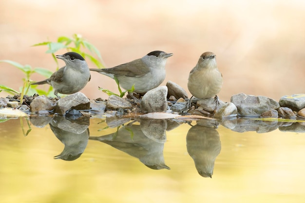 Maschio e femmina Whitethroat comune che beve in un punto d'acqua naturale in una foresta mediterranea