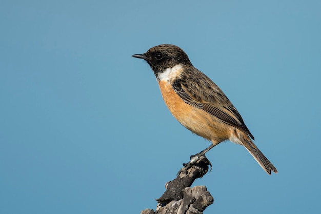 Maschio europeo stonechat Saxicola rubicola Malaga Spagna