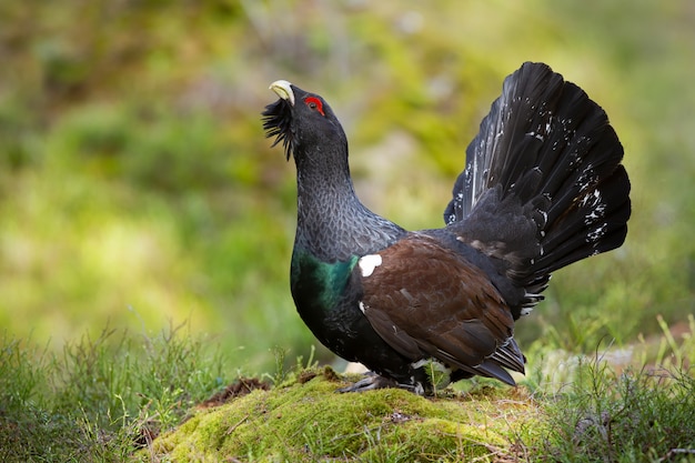 Maschio occidentale del gallo cedrone che visualizza con la coda aperta in foresta