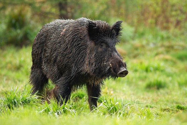 Maschio pericoloso del cinghiale con le zanne bianche sul prato verde di estate