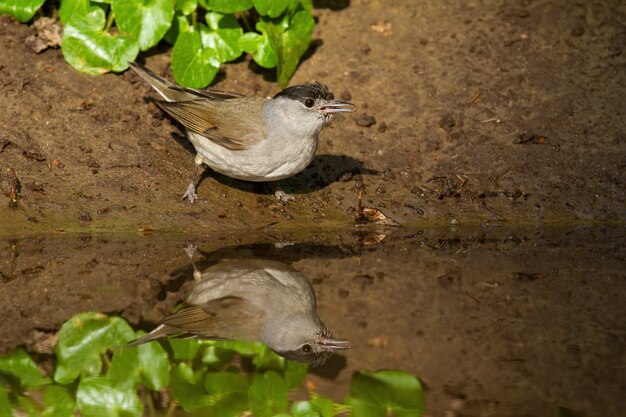 Maschio solitario di capinera eurasiatica in piedi accanto all'acqua in estate