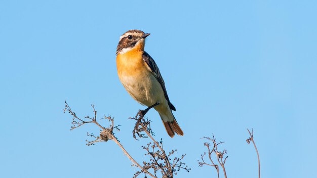 maschio stonechat