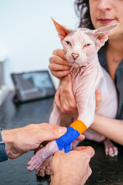 Maschio veterinario professionista che fa una fasciatura ad un gatto non sano. Zampa rotta e cure mediche per animali feriti.