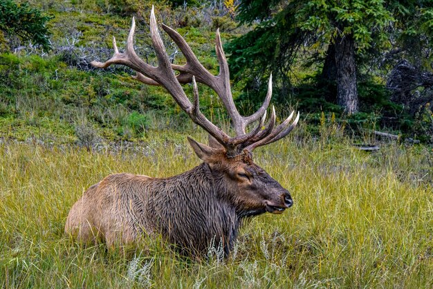 Maschio Wapiti