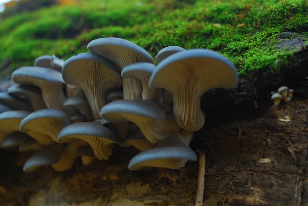 Mashroom che cresce sulla corteccia ricoperti di muschio e licheni nella foresta