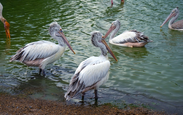 Masse di uccelli pellicano allo zoo.