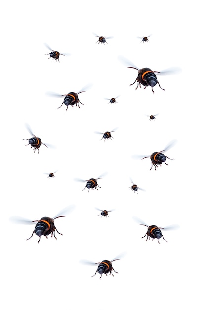 masses wasp is flying isolated on white background. file contains with clipping path so easy to work.
