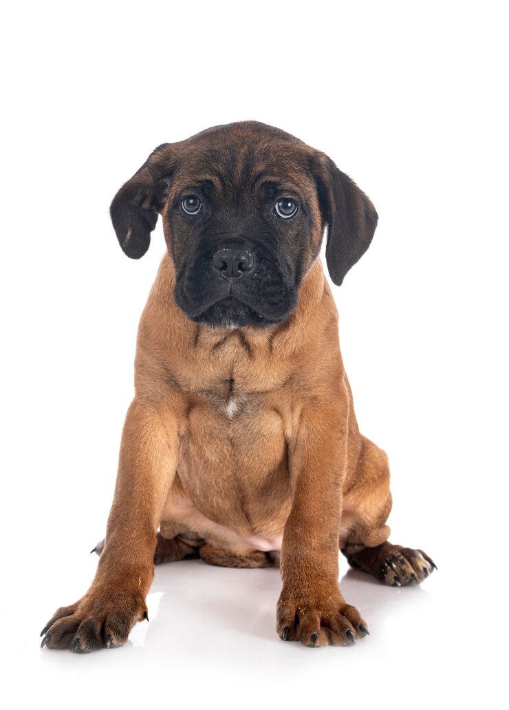 Mastino italiano del cucciolo davanti alla superficie bianca