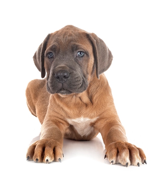 Mastino italiano del cucciolo isolato su bianco