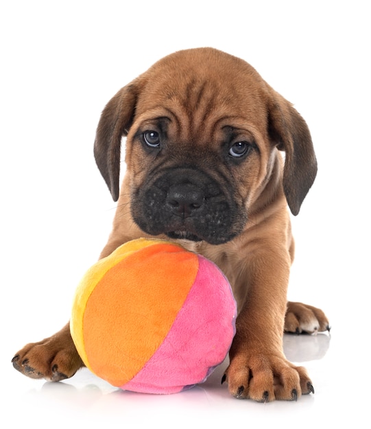 Mastino italiano del cucciolo isolato su bianco