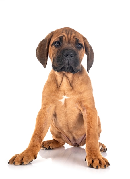 Mastino italiano del cucciolo isolato su bianco