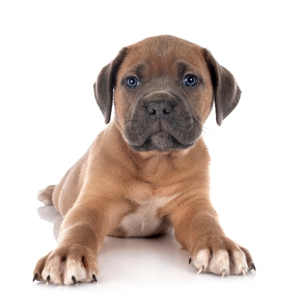 Mastino italiano del cucciolo isolato su bianco