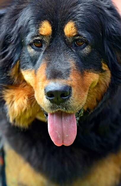 Mastino tibetano alla mostra canina in primavera