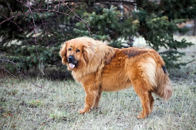 mastino tibetano