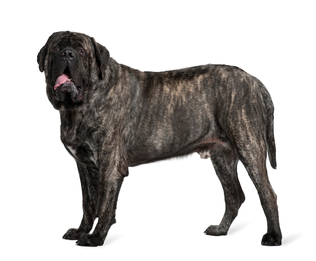 Mastino