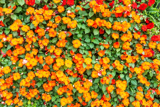 Materiale di fondo della parete di fiori e piante