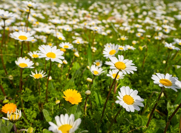 Matricaria chamomilla margherite tra erba verde in una giornata di sole