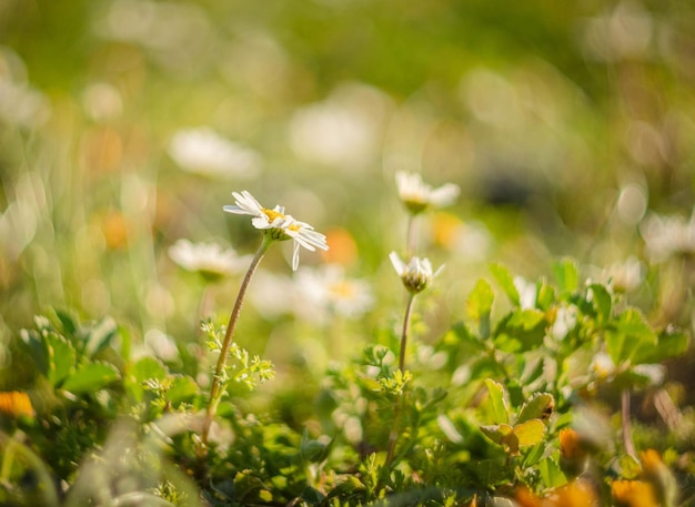 Matricaria chamomilla margherite tra erba verde in una giornata di sole