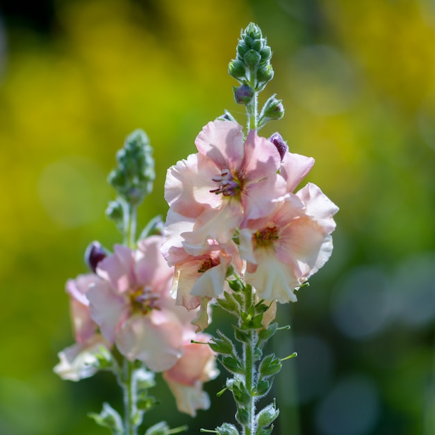 Matthiola incana in fiore in un giardino inglese