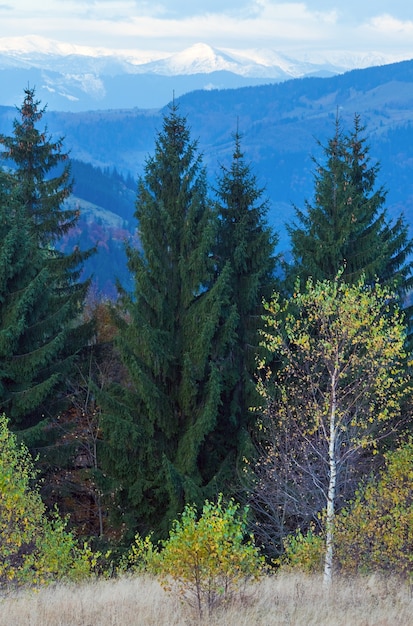 Mattina autunno colorato foresta e neve sulla cima della montagna dietro.